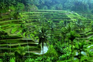 ubud-rice-terrace01