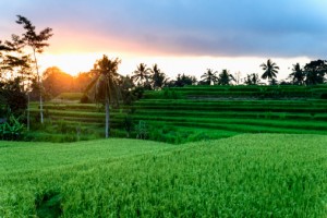 Rice fields at sunset, Ubud, Bali