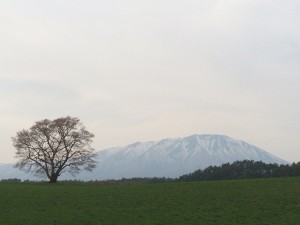 一本桜