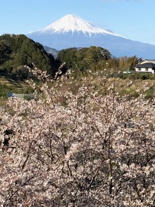 桜