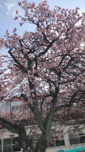 桜